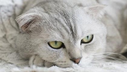 九游官方正版-NBA赛季关键比赛复盘，nba赛季回顾